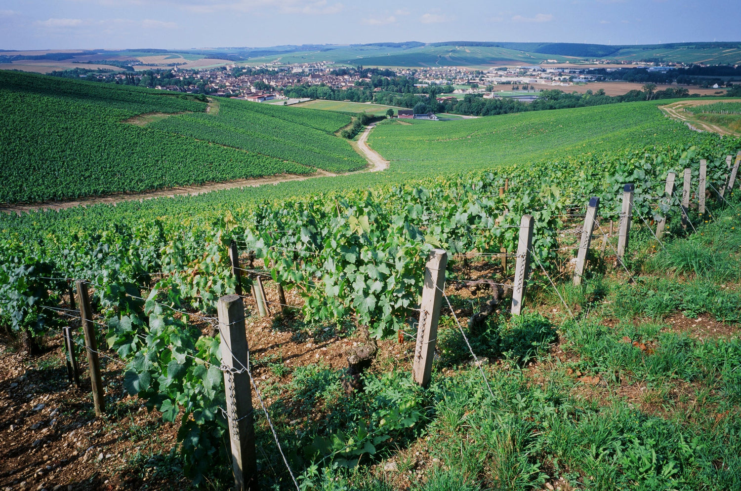 Chablis | Burgundy, France