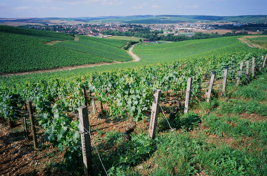 Chablis | Burgundy, France