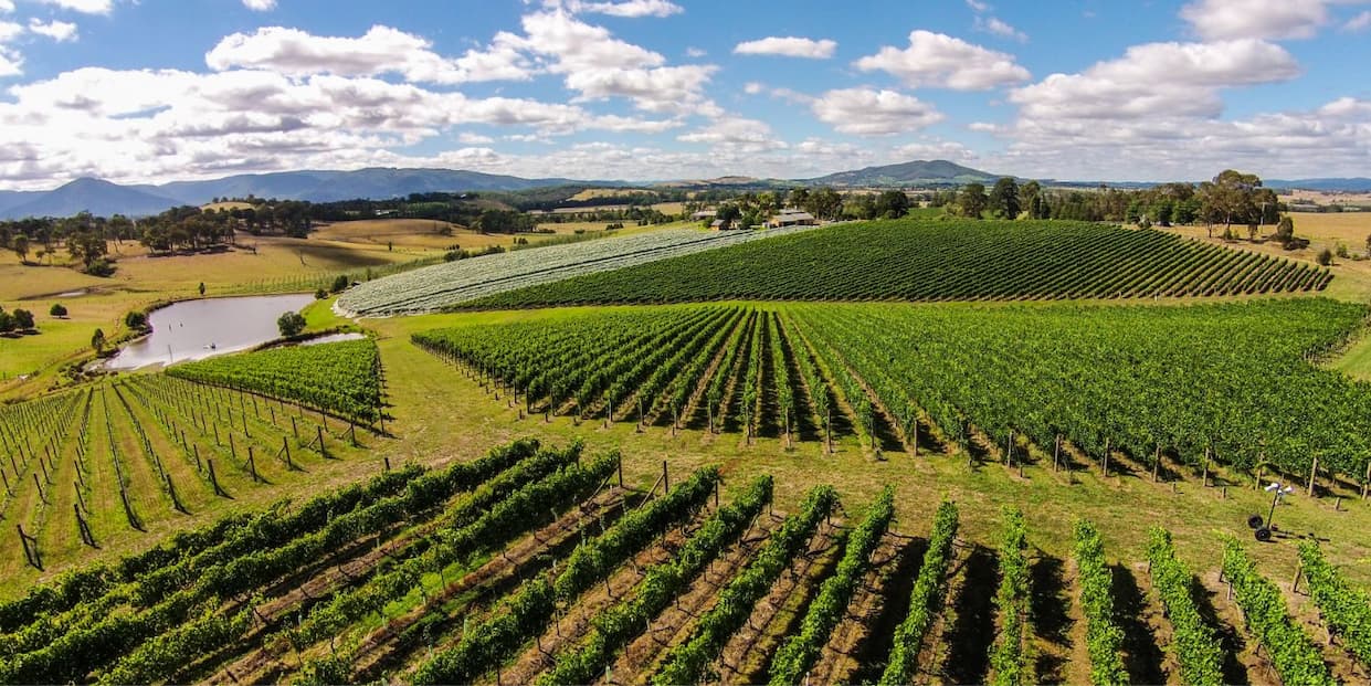 Giant Steps Single Vineyards 2024