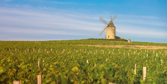 Burgundy & Beaujolais